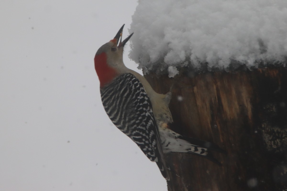 Red-bellied Woodpecker - ML513588231