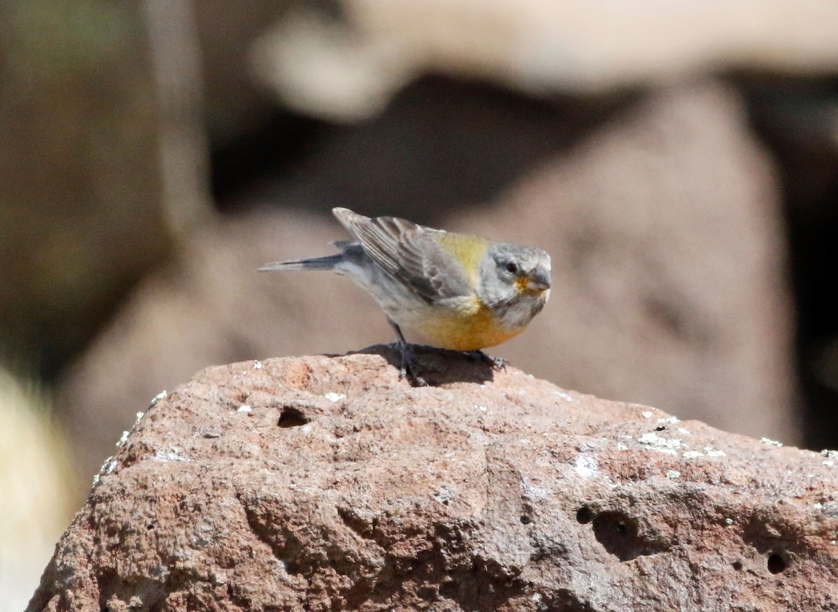Greater Yellow-Finch - Don Roberson