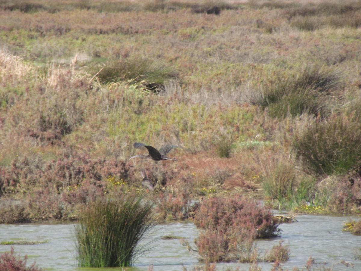 Glossy Ibis - ML513590791