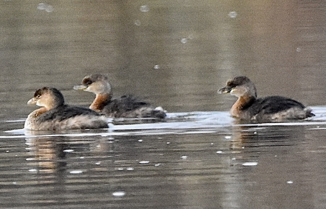 Pied-billed Grebe - Jason C. Martin