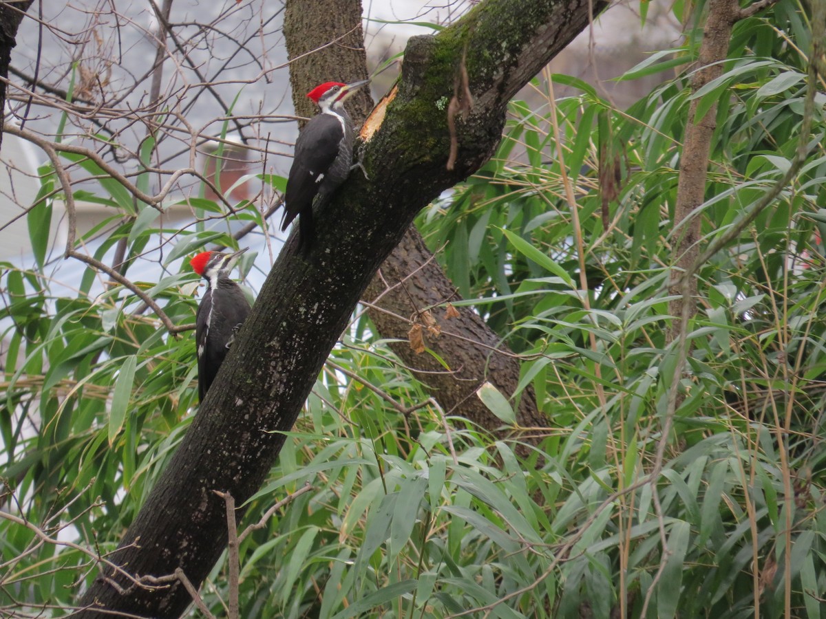 Pileated Woodpecker - ML513593311