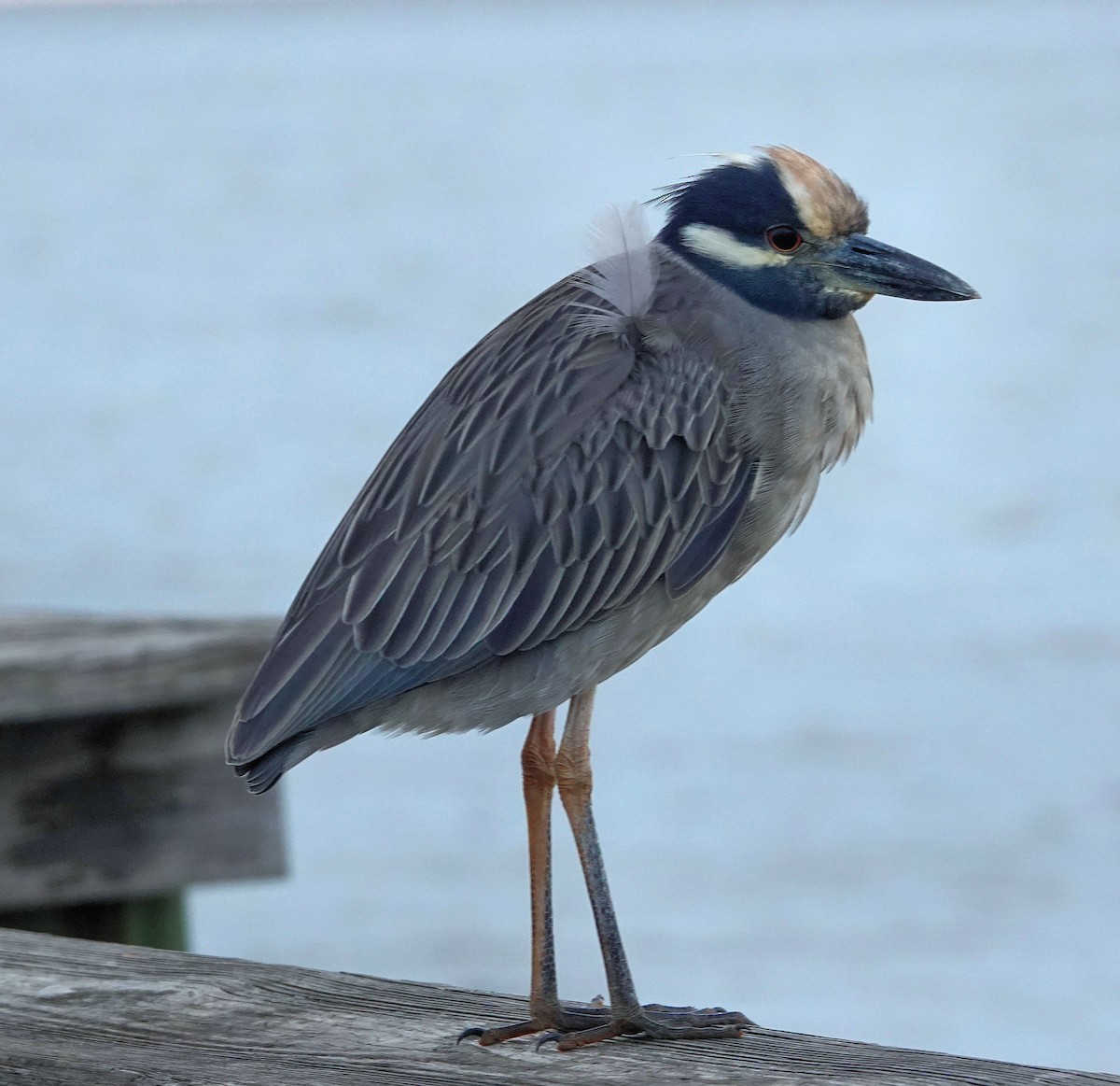 Yellow-crowned Night Heron - Doug Wassmer