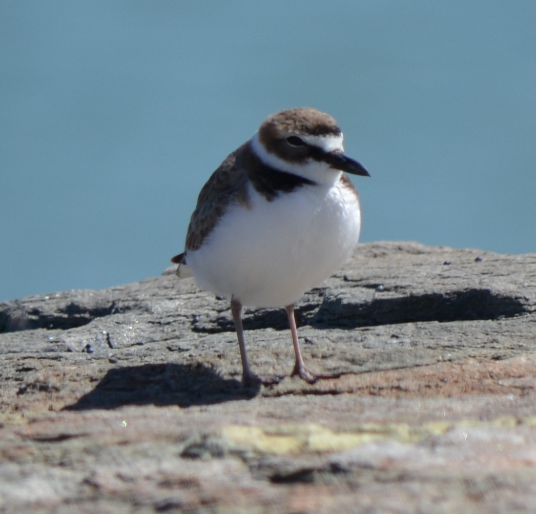 Wilson's Plover - ML51359511