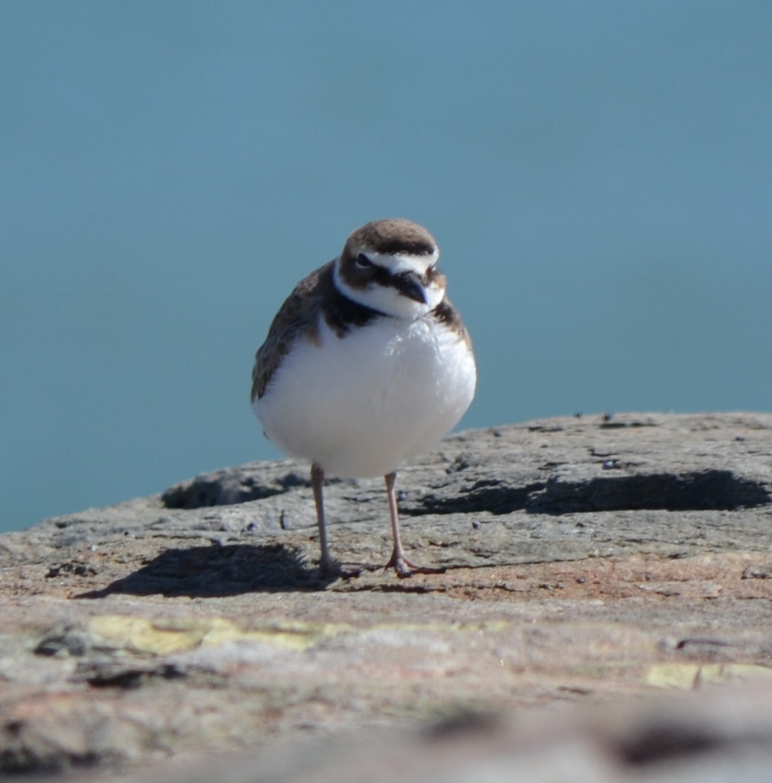 Wilson's Plover - ML51359521