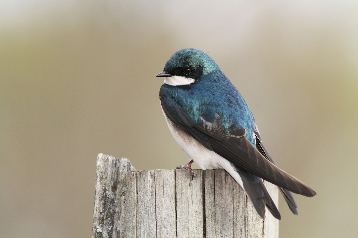 Tree Swallow - ML51359581