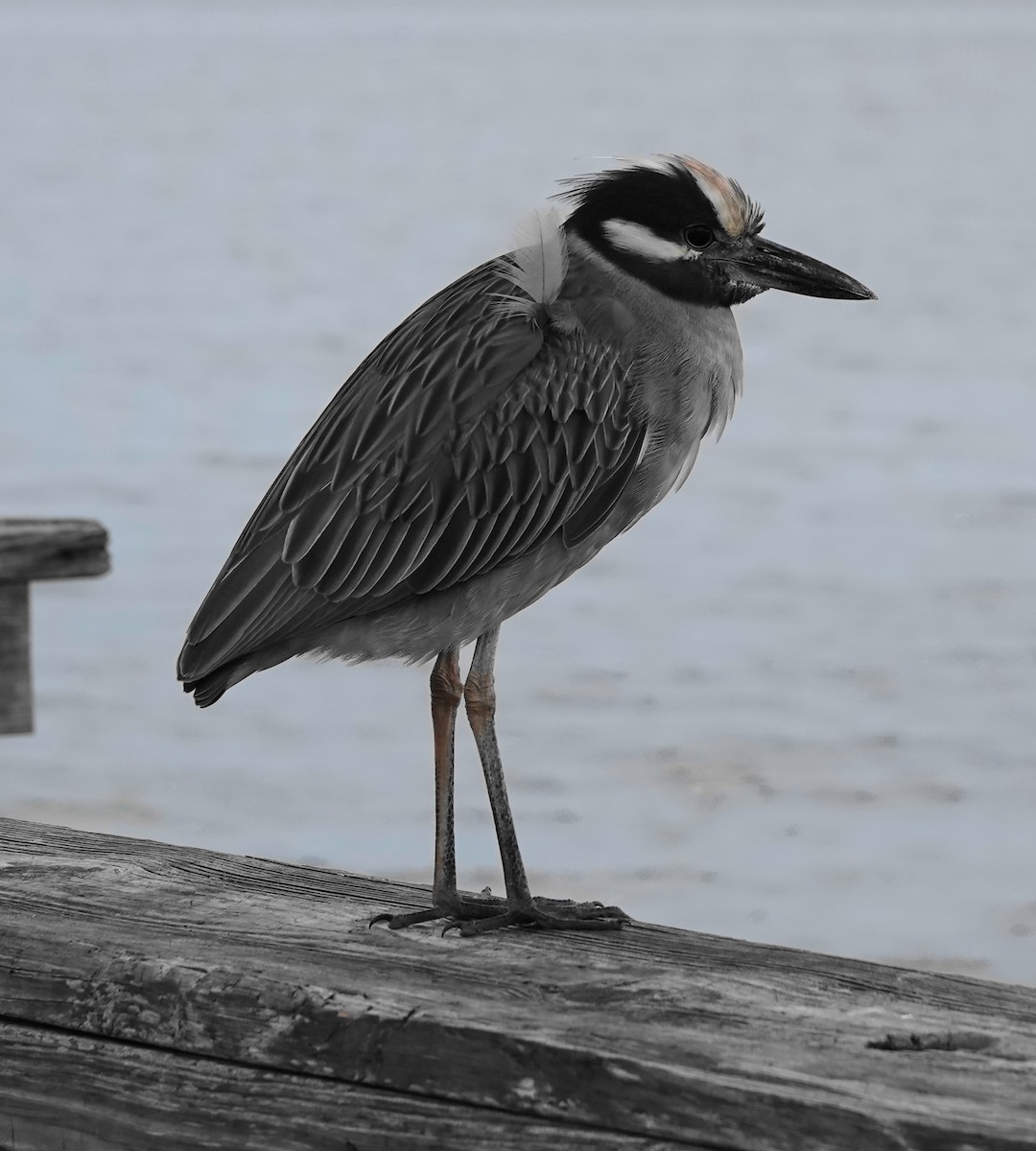 Yellow-crowned Night Heron - ML513597061