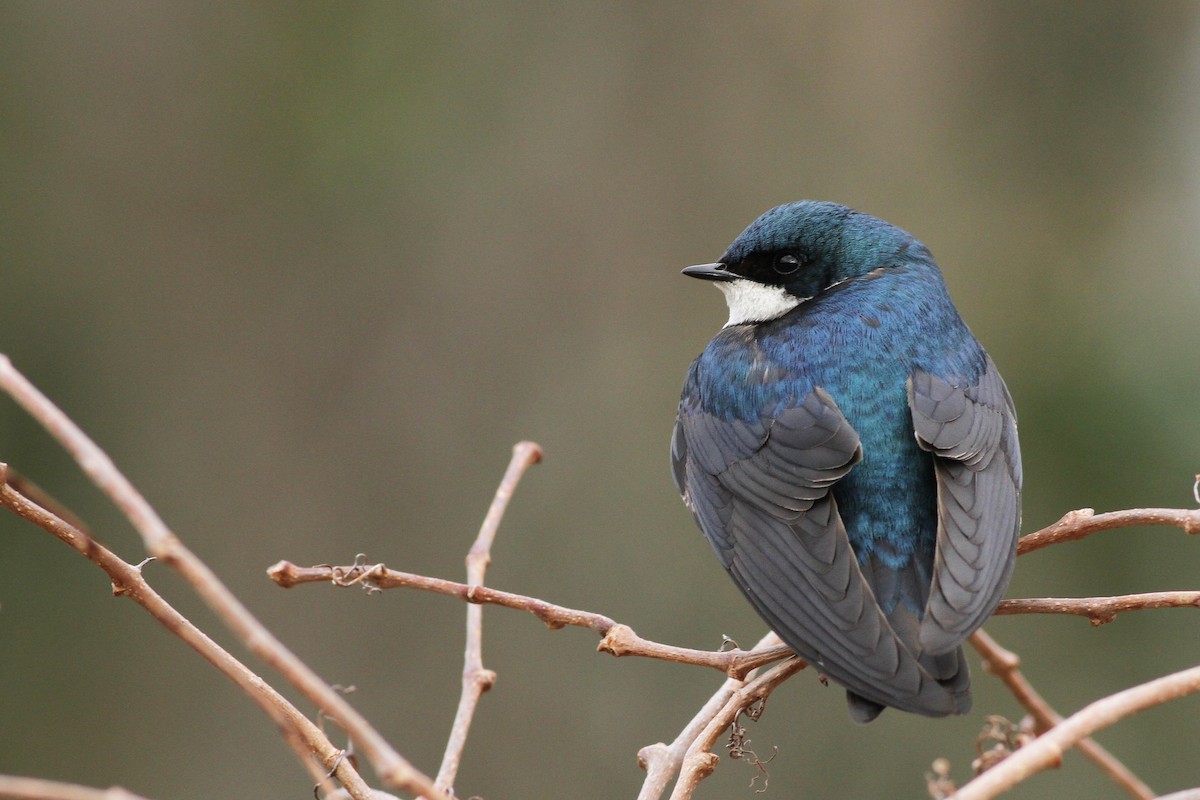 Tree Swallow - ML51359801