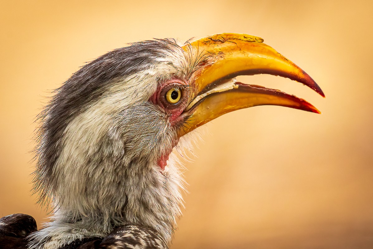 Southern Yellow-billed Hornbill - ML513598111