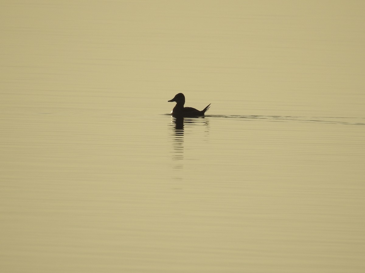 Ruddy Duck - ML513598371