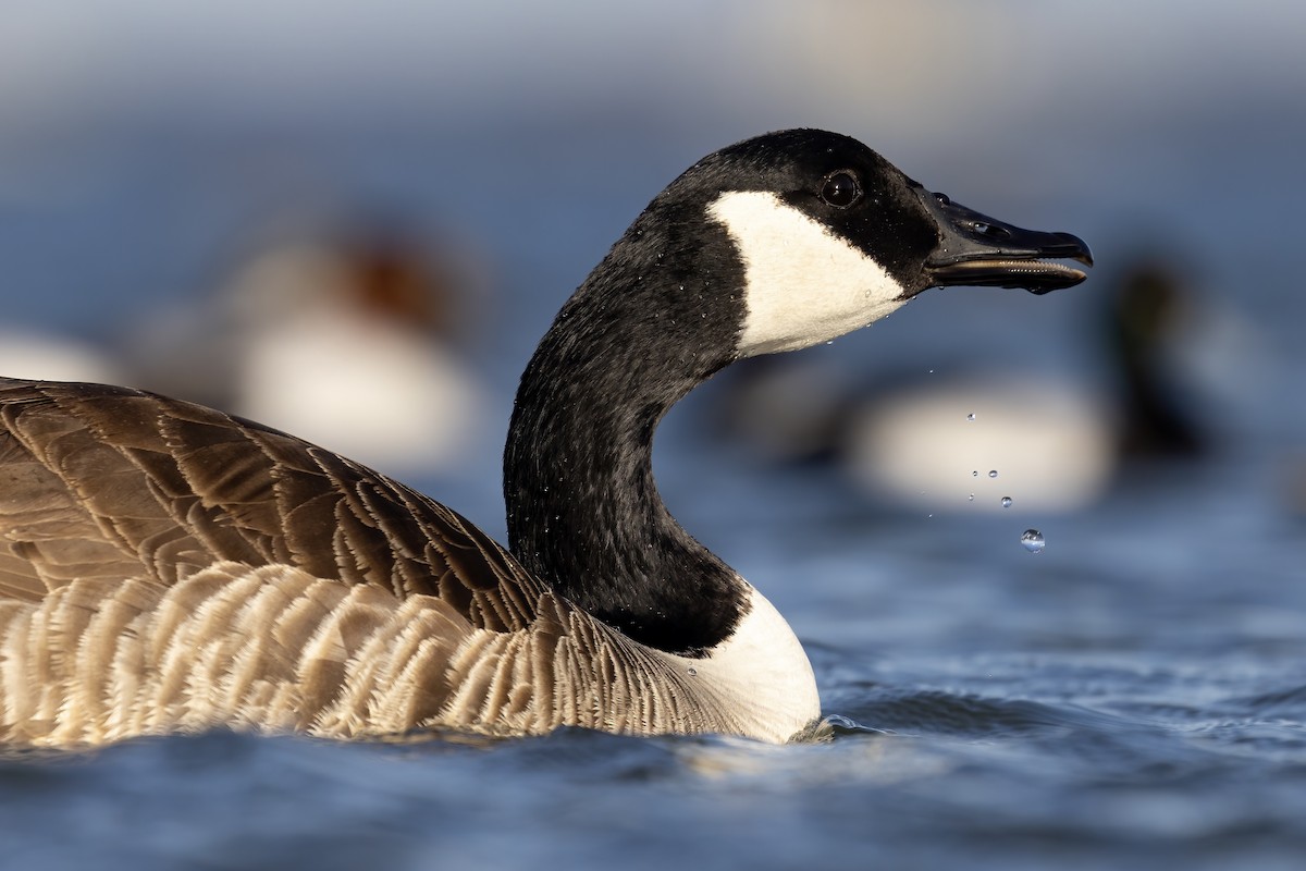 Canada Goose - ML513601141