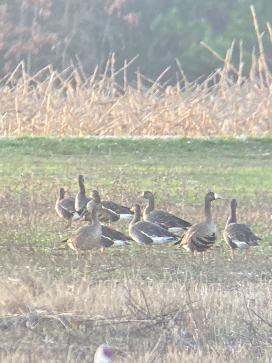 Greater White-fronted Goose - ML513601261