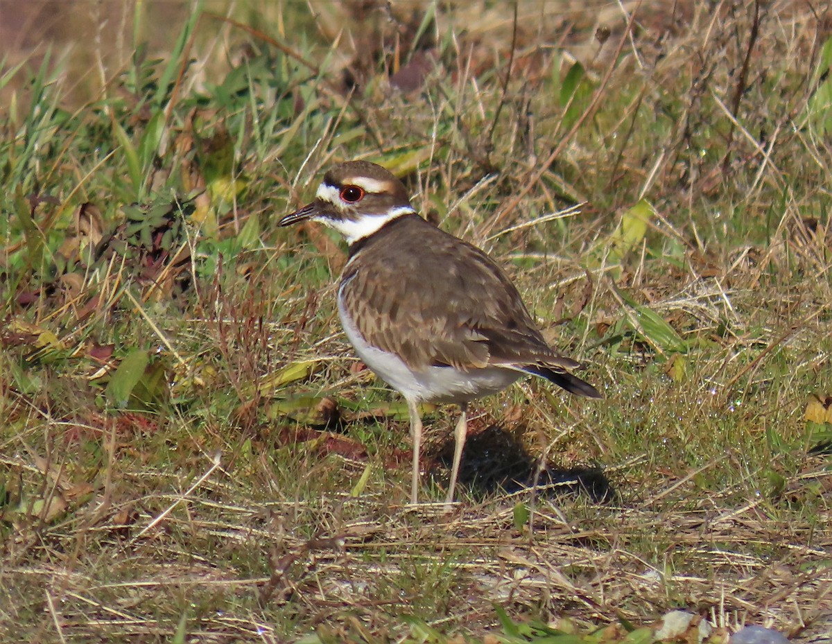 tobeltelo - ML513601481