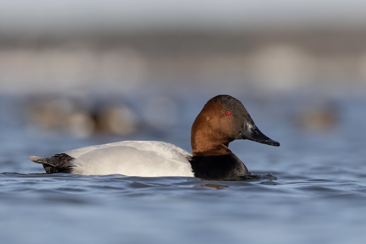 Canvasback - ML513601501