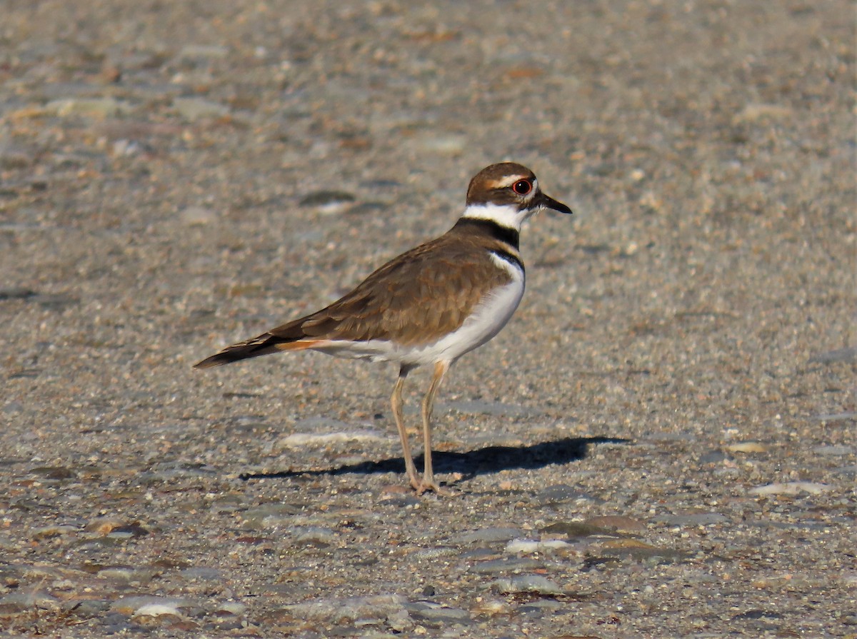 tobeltelo - ML513601561