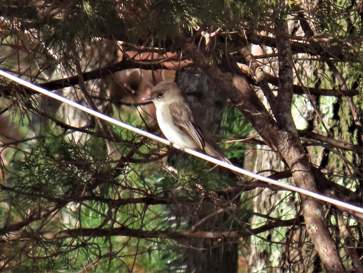 gråfibi - ML513601631