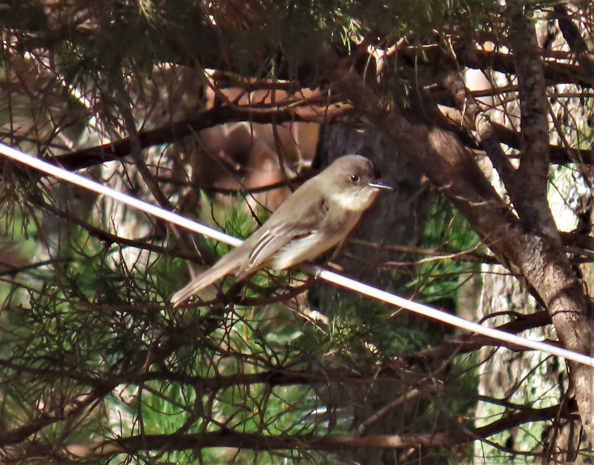 gråfibi - ML513601671