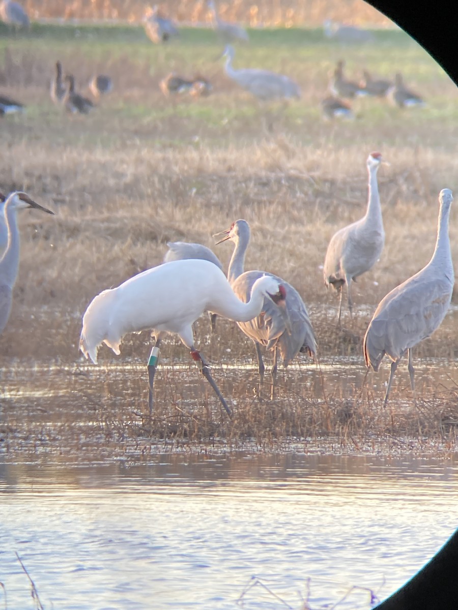 Whooping Crane - ML513601781