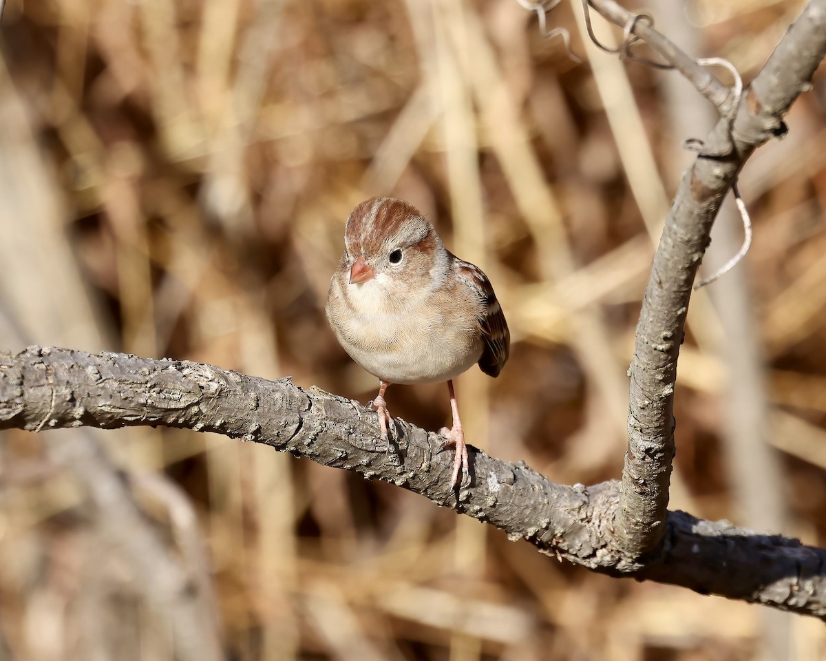 Field Sparrow - ML513601971