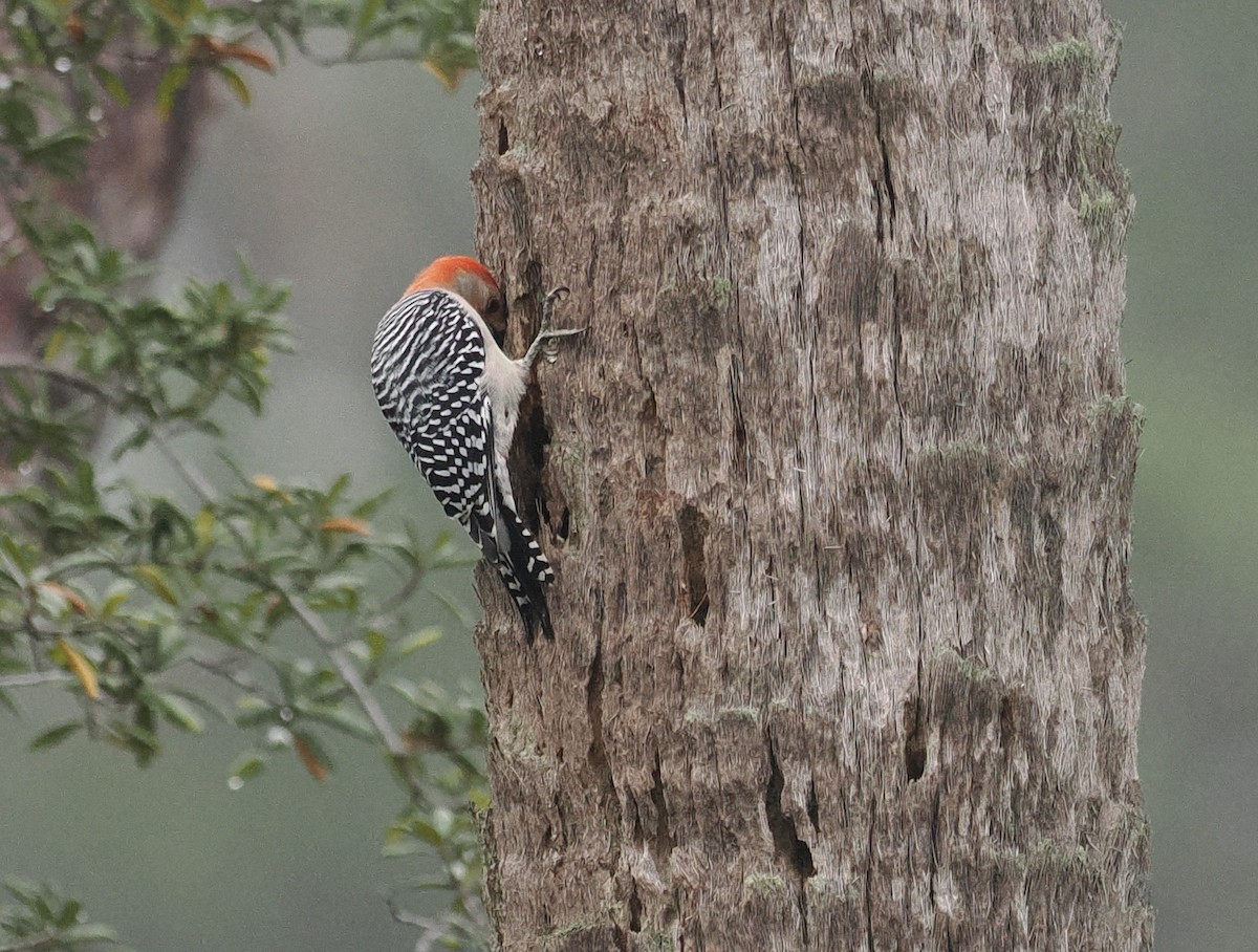 Red-bellied Woodpecker - ML513602051