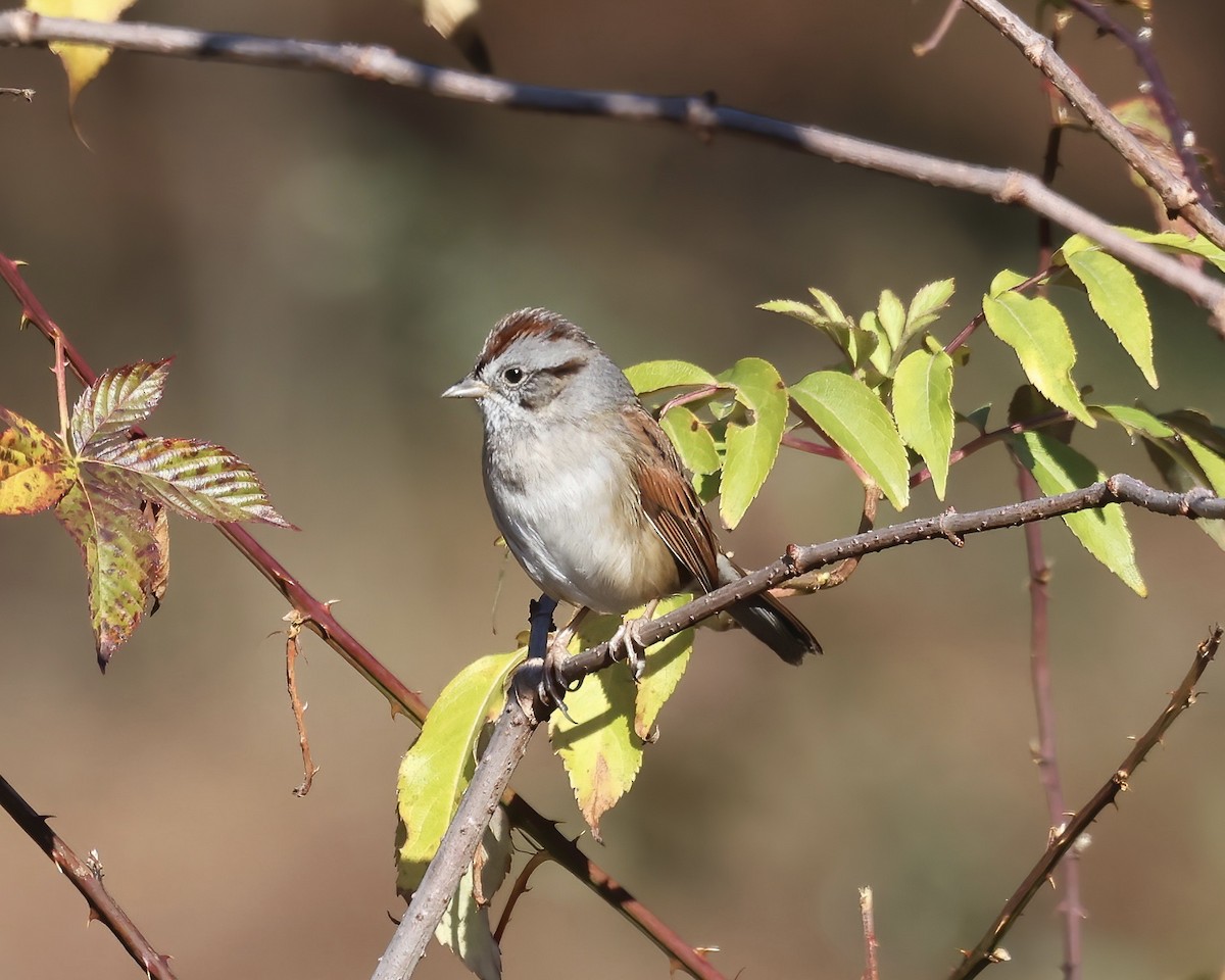 Swamp Sparrow - ML513602071