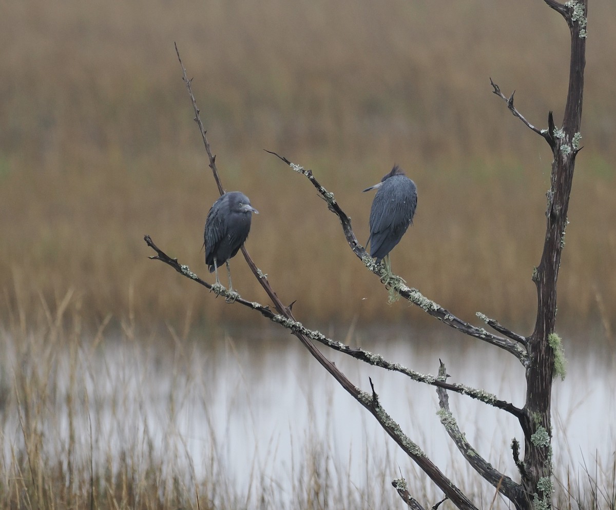 Koartzatxo urdina - ML513602091