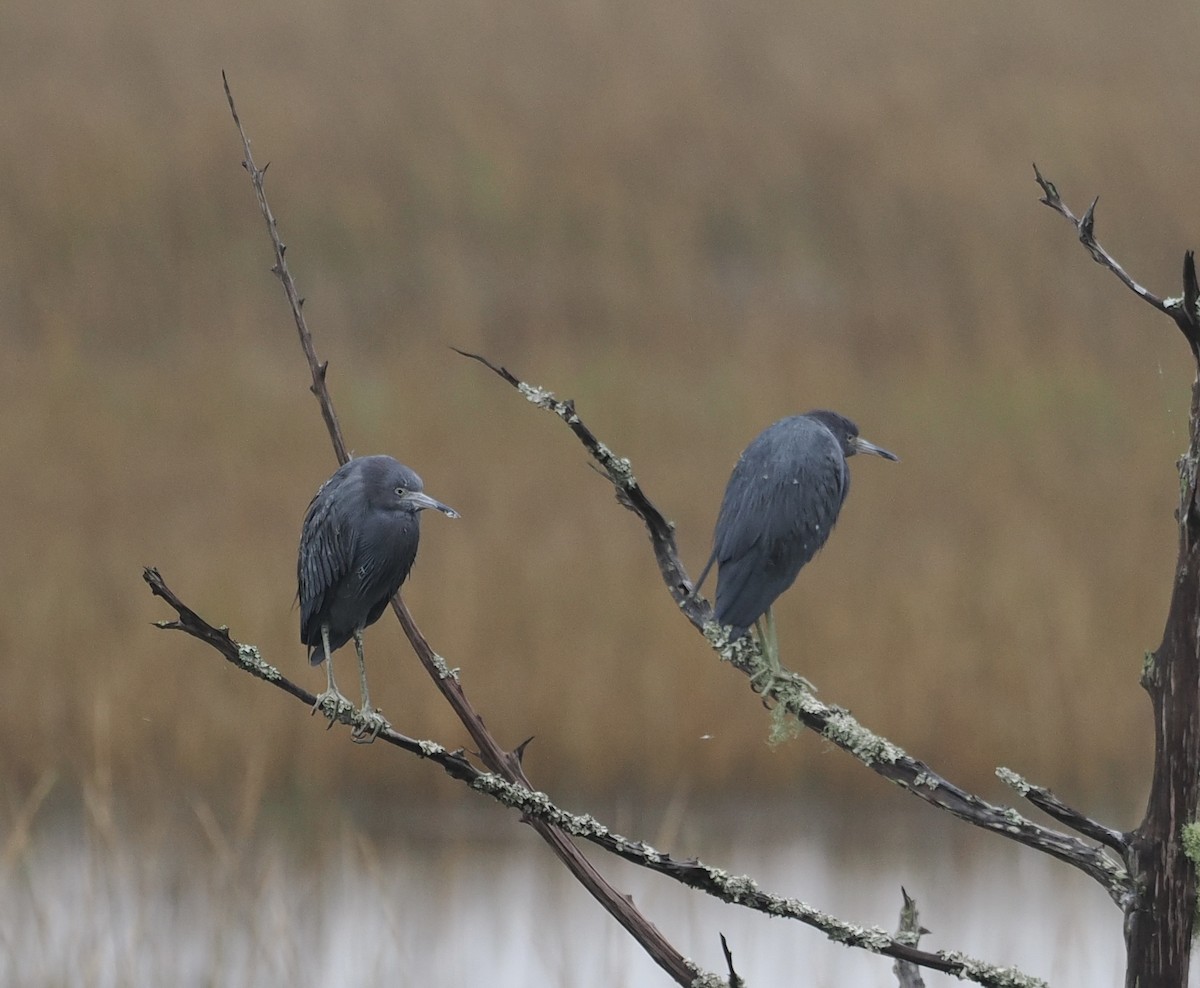 Koartzatxo urdina - ML513602111