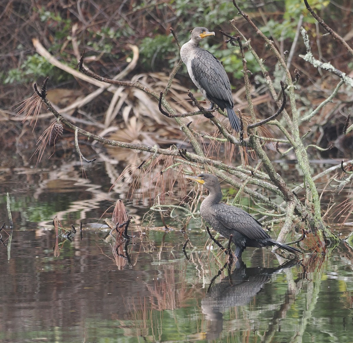 Ubarroi belarriduna - ML513602251