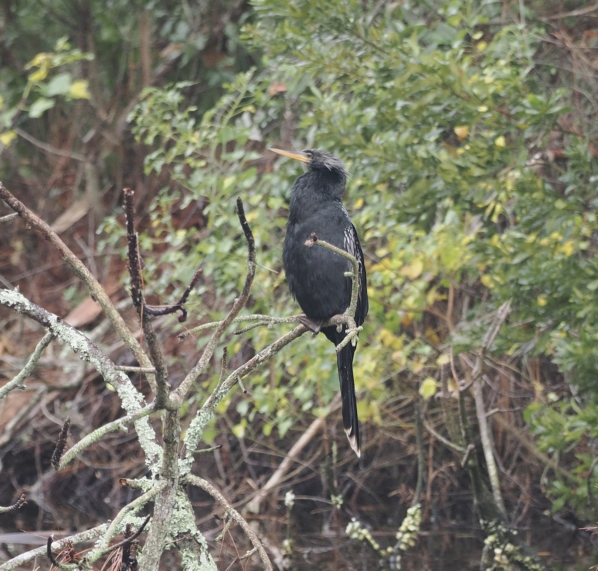 Anhinga amerikarra - ML513602301