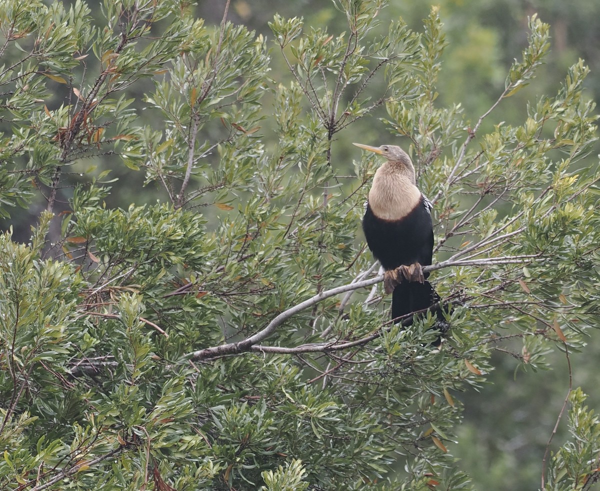 Anhinga amerikarra - ML513602321