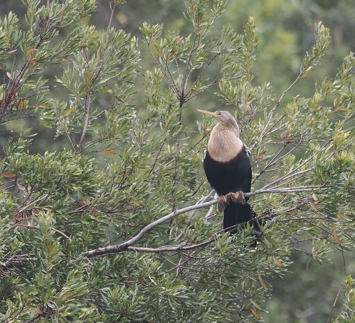 Anhinga amerikarra - ML513602331