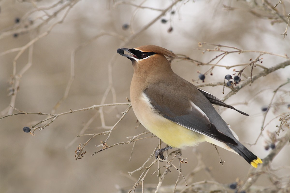 Cedar Waxwing - Evan Lipton