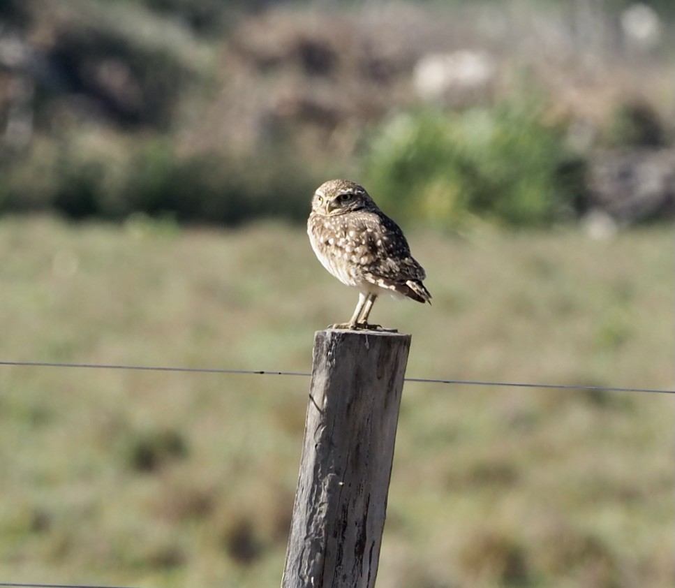 Burrowing Owl - ML513603371