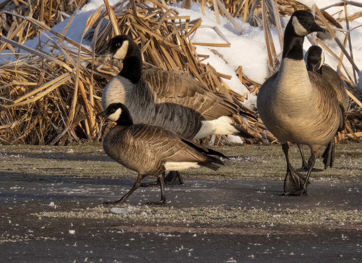 Cackling Goose - Marilyn Lemmon