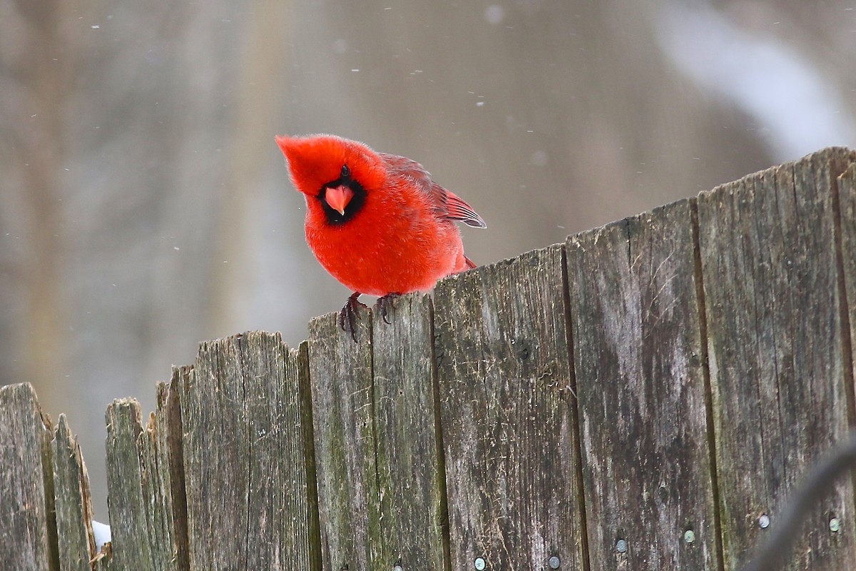 Northern Cardinal - Tom Amico