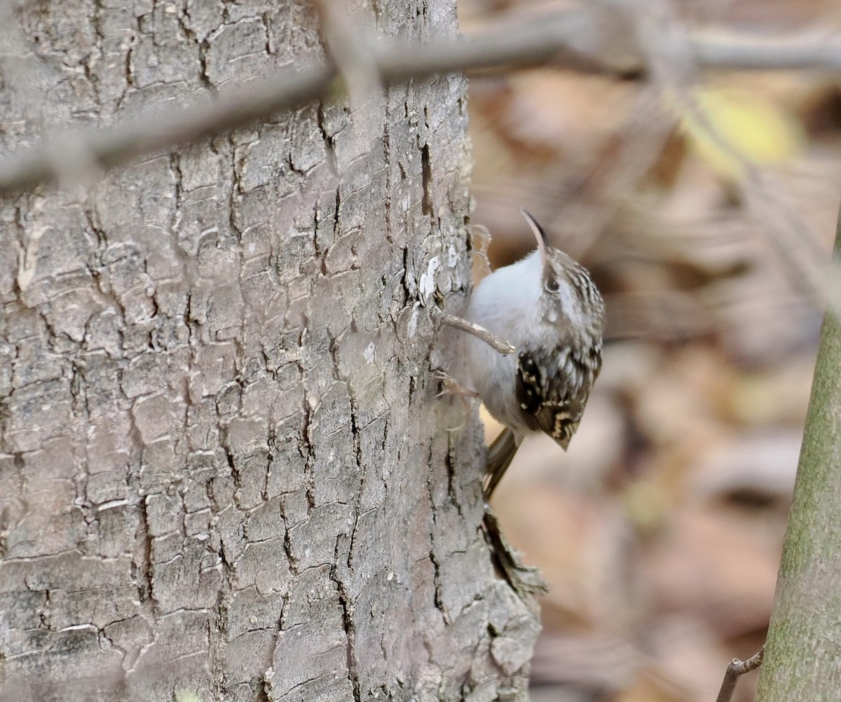 Eurasian Treecreeper - ML513604681