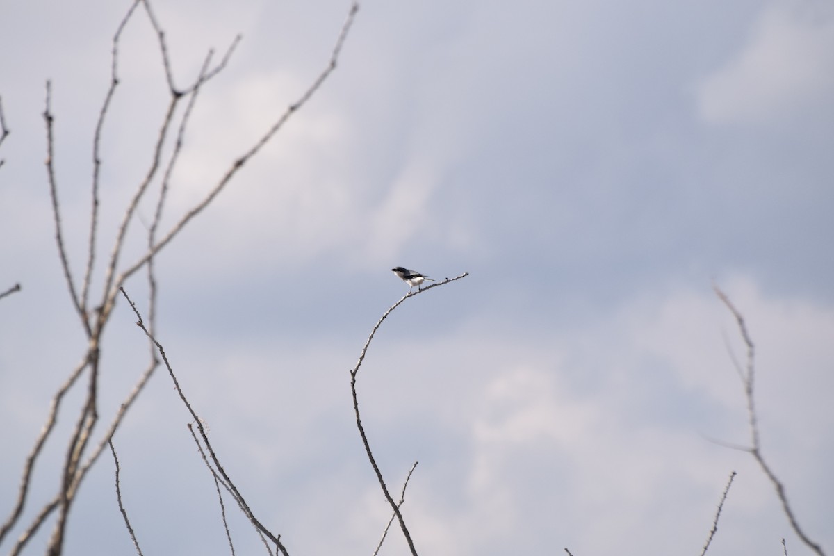 Loggerhead Shrike - ML513604691