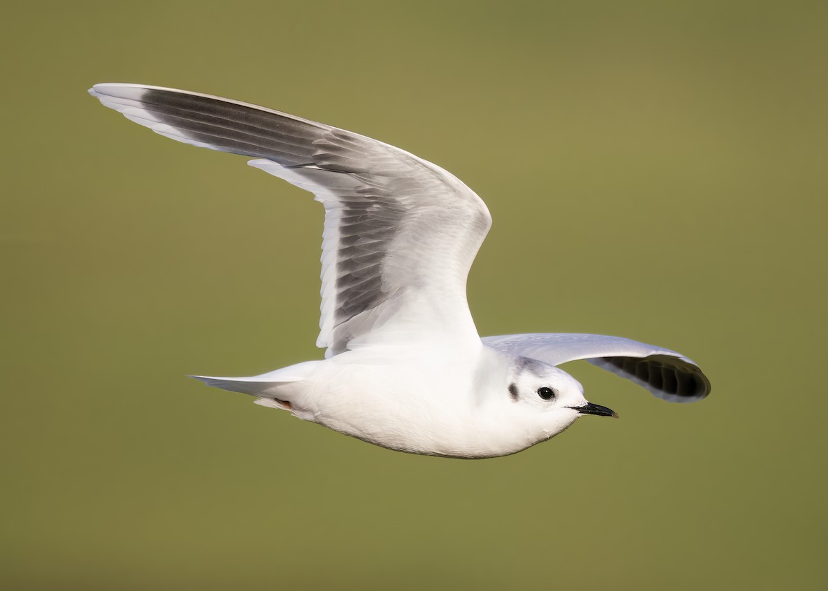 Little Gull - ML513604821
