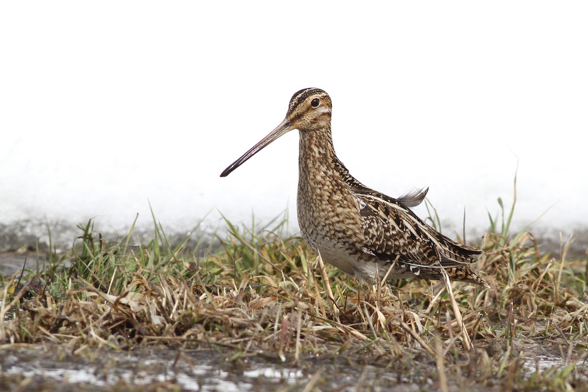 Wilson's Snipe - ML51360511