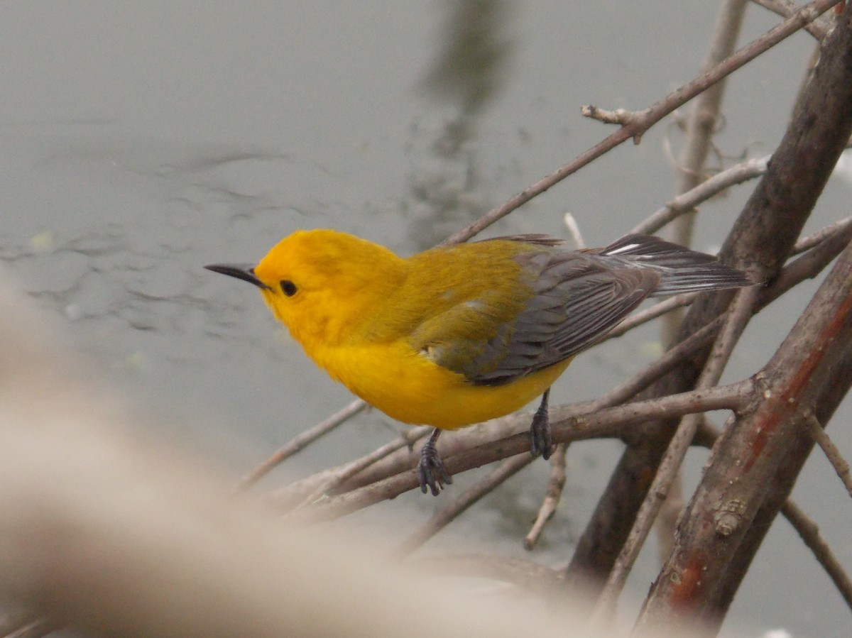 Prothonotary Warbler - Keith Roragen