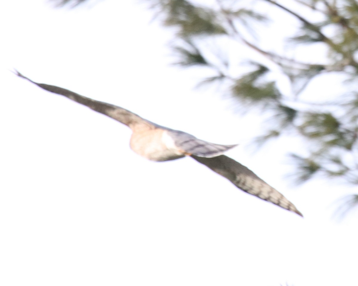 Sharp-shinned Hawk - ML513605521