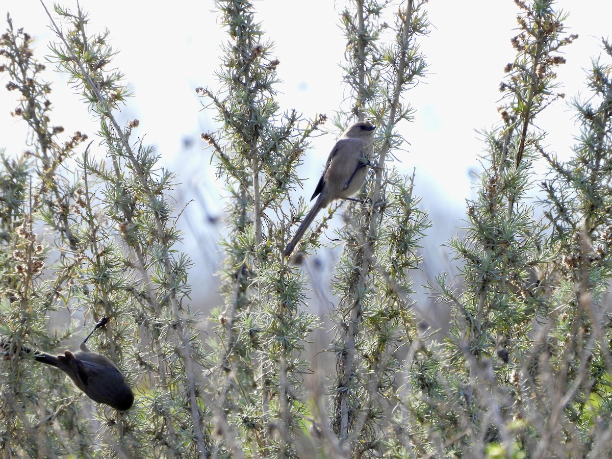 Bushtit - ML513607341