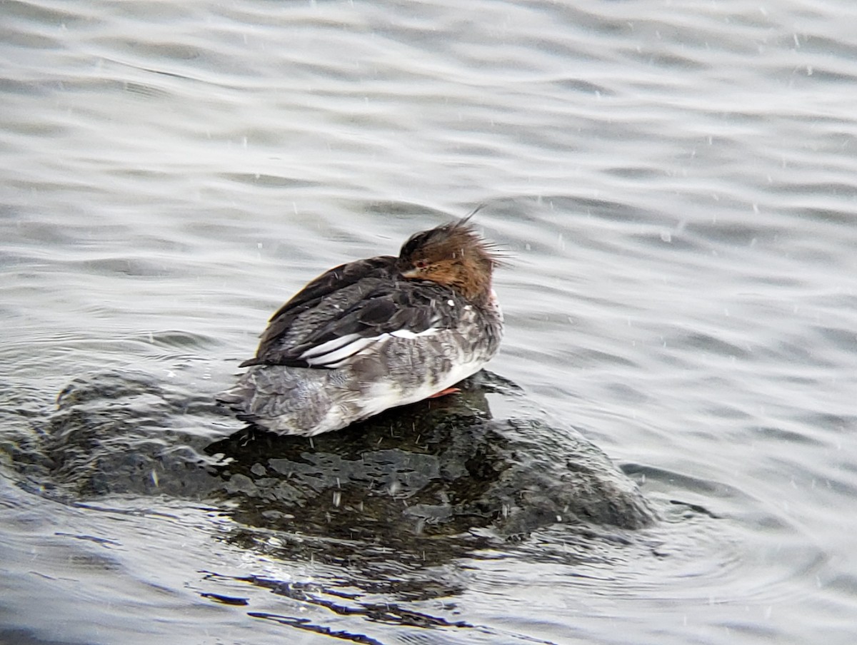 Red-breasted Merganser - ML513607351
