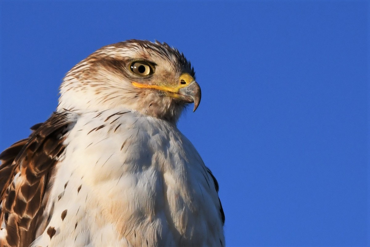 Ferruginous Hawk - ML513607581