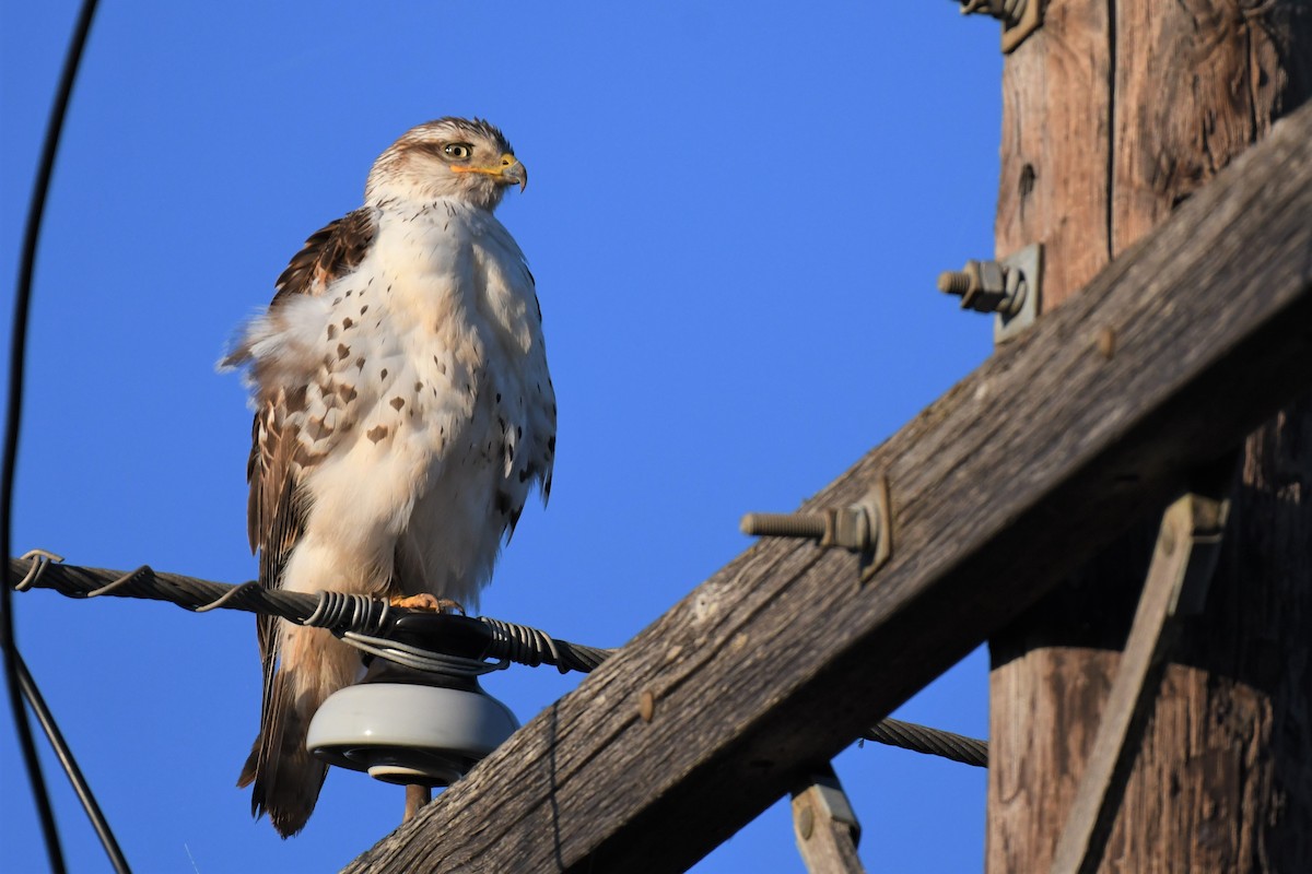 Ferruginous Hawk - ML513607621