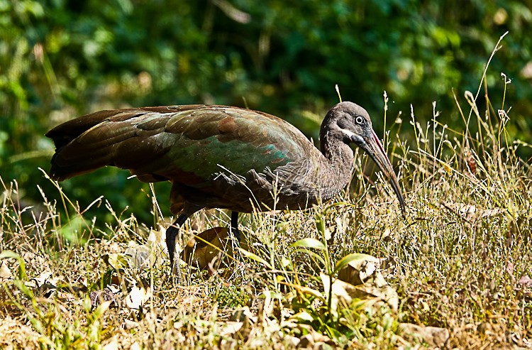 Hadada Ibis - ML513607651