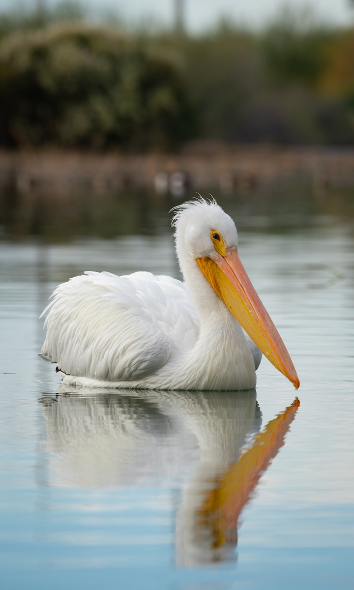 American White Pelican - Joshua Hogan