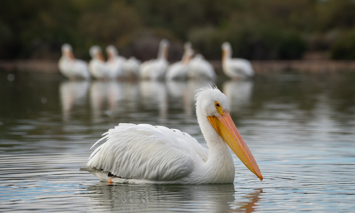 American White Pelican - Joshua Hogan