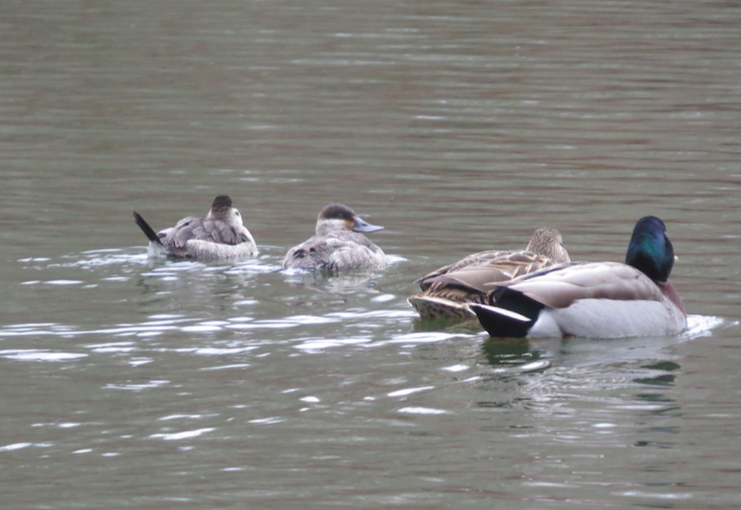 Ruddy Duck - ML513607981