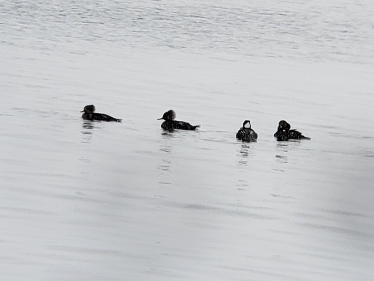 Hooded Merganser - ML513608201