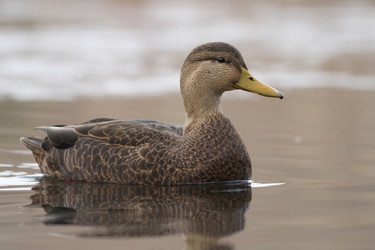 Canard noir - ML51360881